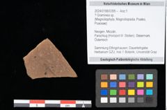 Foto (Objekt + Etikett) von Graminea ? sp.  (NHMW-GEO-2024-0188-0395)